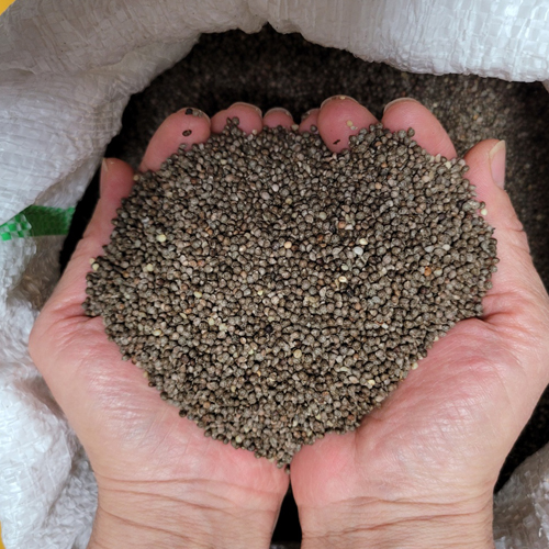 25년 햇들깨( 6kg ) 청주시 미원면 팜넷들깨 ,통들깨,토종