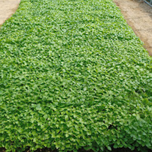 25년 햇들깨( 3kg ) 청주시 미원면 팜넷들깨 ,통들깨,토종